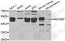 SAP30 Binding Protein antibody, A6460, ABclonal Technology, Western Blot image 