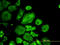 Cell Division Cycle 37 antibody, LS-C133677, Lifespan Biosciences, Immunofluorescence image 