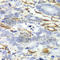Caldesmon 1 antibody, A5366, ABclonal Technology, Immunohistochemistry paraffin image 