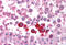 Checkpoint Kinase 2 antibody, MBS241264, MyBioSource, Immunohistochemistry frozen image 