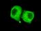 Pyruvate Dehydrogenase E1 Alpha 1 Subunit antibody, STJ98528, St John