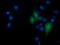 Ring Finger Protein 39 antibody, LS-C174578, Lifespan Biosciences, Immunofluorescence image 