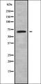 G Protein Subunit Gamma 3 antibody, orb338355, Biorbyt, Western Blot image 