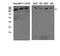 Collagen Type IV Alpha 1 Chain antibody, STJ98599, St John