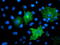 Transmembrane Protein With EGF Like And Two Follistatin Like Domains 2 antibody, LS-C173848, Lifespan Biosciences, Immunofluorescence image 