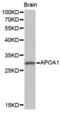 Apolipoprotein A1 antibody, abx000687, Abbexa, Western Blot image 