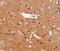 Interleukin-1 receptor-associated kinase 1-binding protein 1 antibody, MBS2517387, MyBioSource, Immunohistochemistry paraffin image 