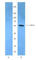 Indoleamine 2,3-Dioxygenase 1 antibody, 654002, BioLegend, Western Blot image 