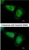 WD Repeat And SOCS Box Containing 2 antibody, NBP2-15164, Novus Biologicals, Immunofluorescence image 