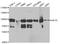 Kinesin Family Member 2C antibody, orb167355, Biorbyt, Western Blot image 