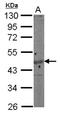 Actin Gamma 1 antibody, NBP2-15258, Novus Biologicals, Western Blot image 