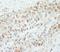 WD Repeat Domain 91 antibody, IHC-00339, Bethyl Labs, Immunohistochemistry frozen image 