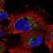 NME/NM23 Family Member 7 antibody, NBP2-55025, Novus Biologicals, Immunocytochemistry image 