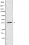 Olfactory Receptor Family 5 Subfamily P Member 2 antibody, orb227612, Biorbyt, Western Blot image 