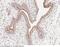 Polymorphic epithelial mucin antibody, 102352-T10, Sino Biological, Immunohistochemistry frozen image 