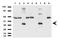 Synaptophysin antibody, UM500079CF, Origene, Western Blot image 