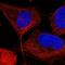 Phosphoribosyl Pyrophosphate Amidotransferase antibody, HPA036091, Atlas Antibodies, Immunofluorescence image 