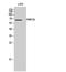 PWWP Domain Containing 2B antibody, A16385-1, Boster Biological Technology, Western Blot image 