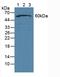 Nuclear pore complex protein Nup50 antibody, LS-C314694, Lifespan Biosciences, Western Blot image 