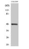 Serine/Threonine Kinase 24 antibody, A04112-1, Boster Biological Technology, Western Blot image 
