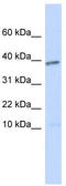 Left-Right Determination Factor 1 antibody, TA340191, Origene, Western Blot image 
