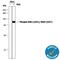 Ribosomal Protein S6 Kinase A1 antibody, MAB892, R&D Systems, Western Blot image 