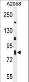 ER Membrane Associated RNA Degradation antibody, LS-C168183, Lifespan Biosciences, Western Blot image 