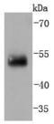 Interferon Regulatory Factor 2 antibody, A02935-1, Boster Biological Technology, Western Blot image 