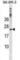 Frataxin antibody, abx031313, Abbexa, Western Blot image 