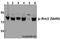 RRN3 Homolog, RNA Polymerase I Transcription Factor antibody, A05439S649, Boster Biological Technology, Western Blot image 