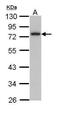 Calpain 3 antibody, PA5-29721, Invitrogen Antibodies, Western Blot image 