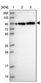 DEAH-Box Helicase 15 antibody, PA5-61413, Invitrogen Antibodies, Western Blot image 