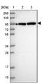 DEAH-Box Helicase 15 antibody, PA5-61413, Invitrogen Antibodies, Western Blot image 