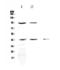KISS1 Receptor antibody, A01364-1, Boster Biological Technology, Western Blot image 