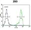 Neuron Derived Neurotrophic Factor antibody, abx032624, Abbexa, Western Blot image 