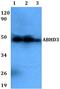 Abhydrolase Domain Containing 3 antibody, PA5-75764, Invitrogen Antibodies, Western Blot image 