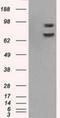 Cytochrome P450 Oxidoreductase antibody, NBP1-47914, Novus Biologicals, Western Blot image 