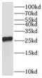 Transmembrane Protein 41A antibody, FNab08782, FineTest, Western Blot image 