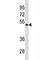 Forkhead Box A1 antibody, F53685-0.1ML, NSJ Bioreagents, Western Blot image 