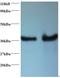 DnaJ Heat Shock Protein Family (Hsp40) Member B1 antibody, LS-C211726, Lifespan Biosciences, Western Blot image 