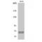 BLNK antibody, LS-C382285, Lifespan Biosciences, Western Blot image 