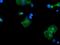 Protocadherin 7 antibody, MA5-26137, Invitrogen Antibodies, Immunocytochemistry image 