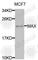 MYC Associated Factor X antibody, A2157, ABclonal Technology, Western Blot image 