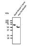Putative endoplasmin-like protein antibody, orb152315, Biorbyt, Western Blot image 