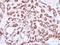 Cell Division Cycle 25C antibody, GTX102809, GeneTex, Immunohistochemistry paraffin image 