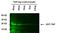 TAP Tag antibody, MA1-108-D488, Invitrogen Antibodies, Western Blot image 