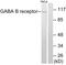 Gamma-Aminobutyric Acid Type B Receptor Subunit 1 antibody, LS-C118454, Lifespan Biosciences, Western Blot image 