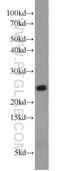 Proteasome Subunit Beta 2 antibody, 15154-1-AP, Proteintech Group, Western Blot image 