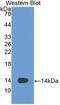 Vascular endothelial growth factor D antibody, abx131873, Abbexa, Western Blot image 