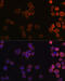 CD36 Molecule antibody, 15-682, ProSci, Immunofluorescence image 